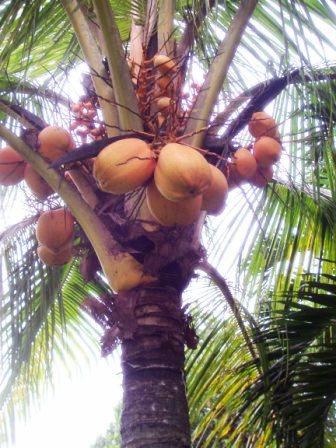 Plaatje bij antwoord