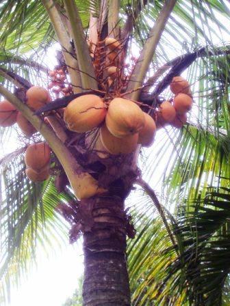 Plaatje bij antwoord