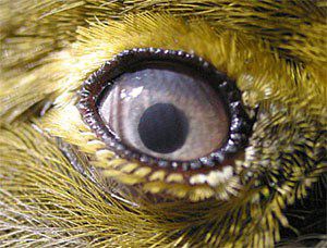 Plaatje bij antwoord