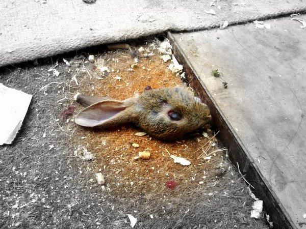 Plaatje bij antwoord