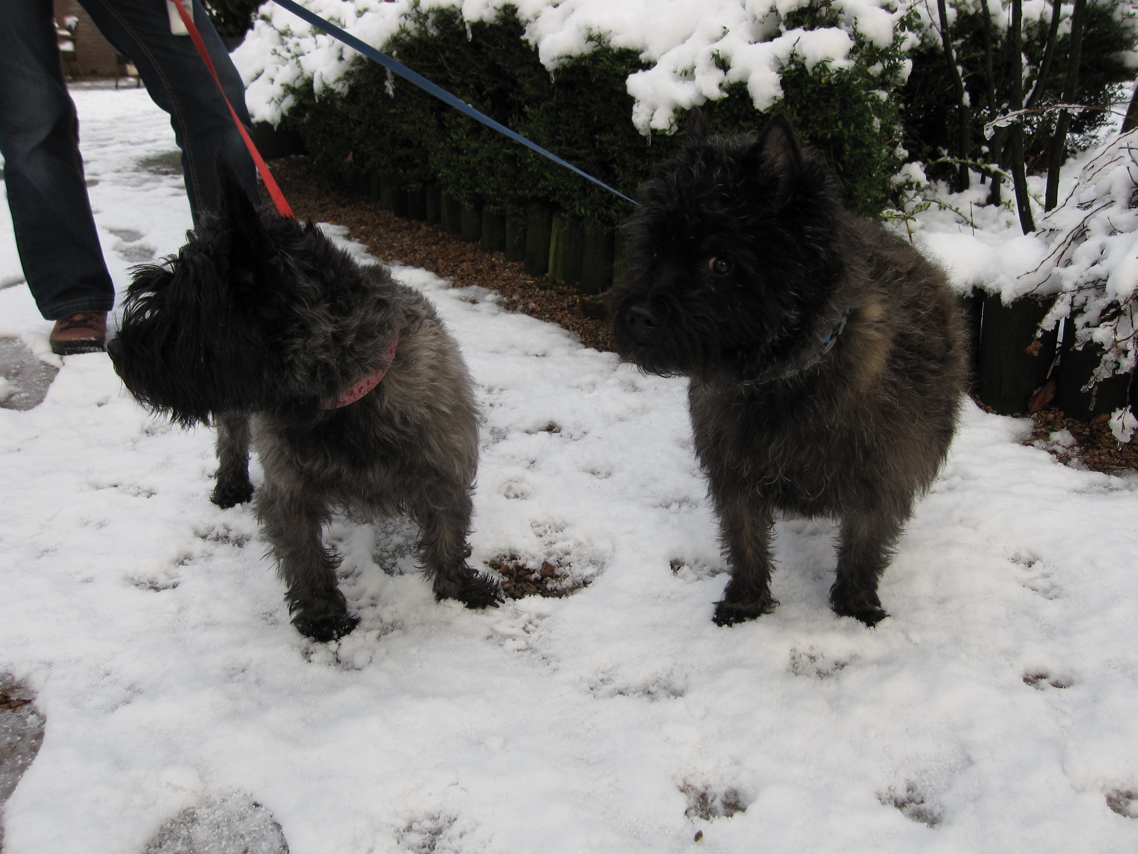 Plaatje bij antwoord