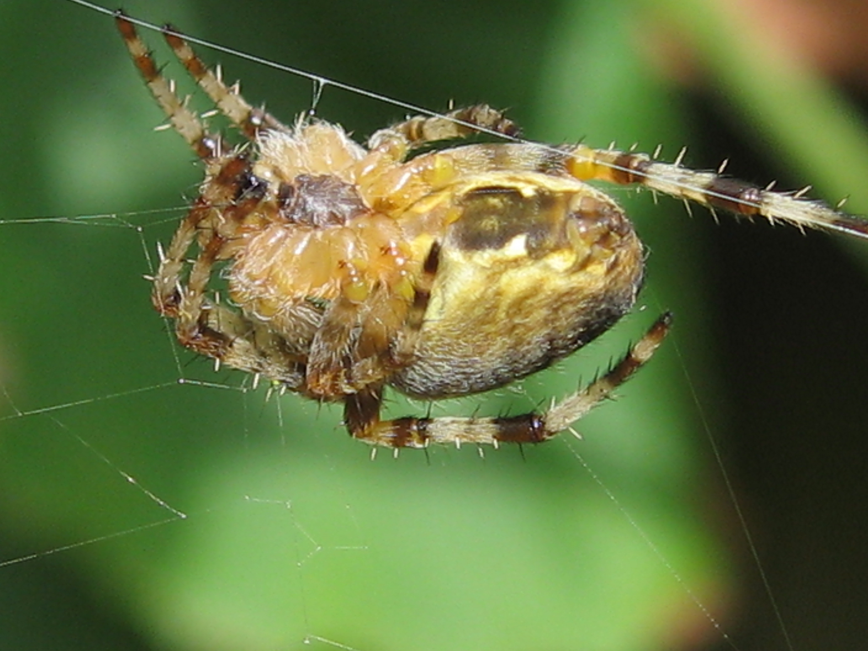 Plaatje bij antwoord