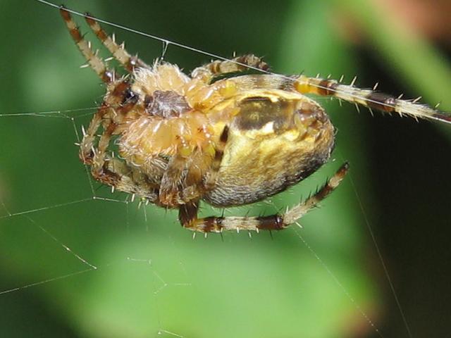 Plaatje bij antwoord