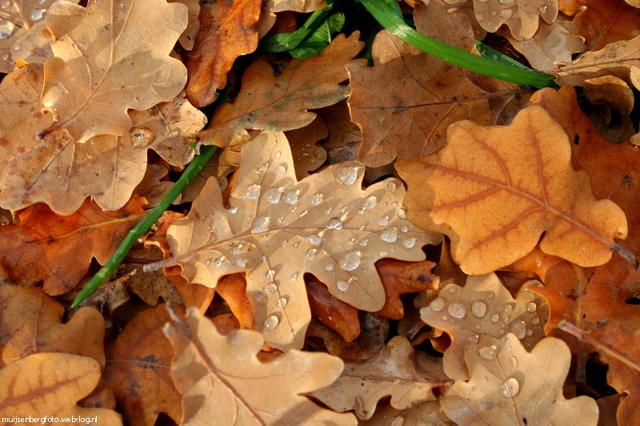 Plaatje bij antwoord