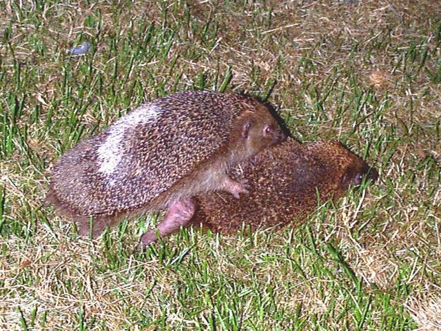 Plaatje bij antwoord