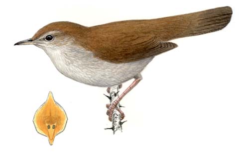 Picture for question