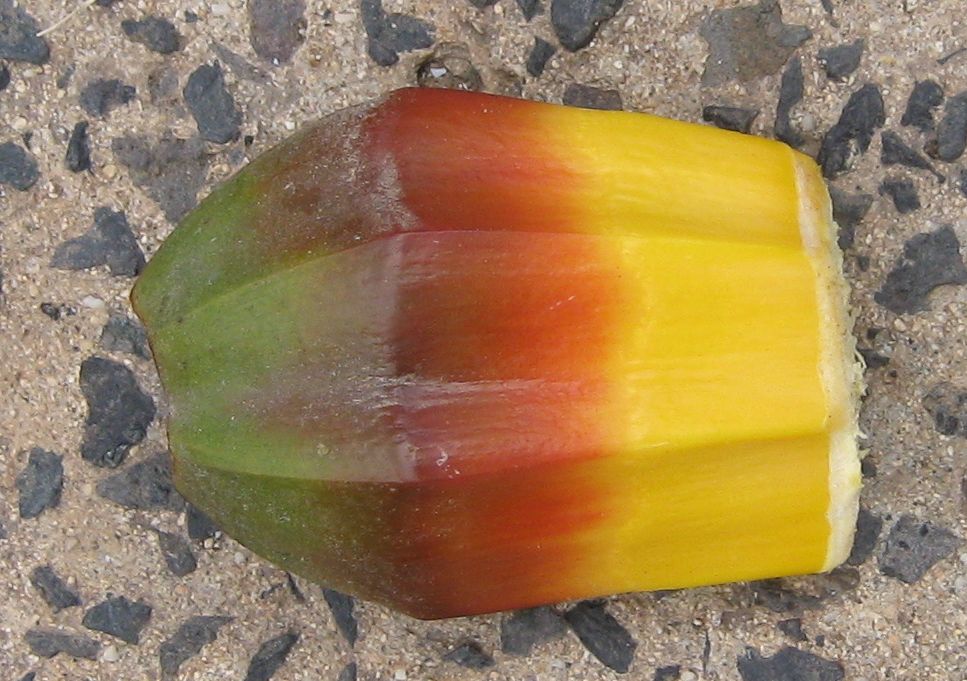 Picture for question