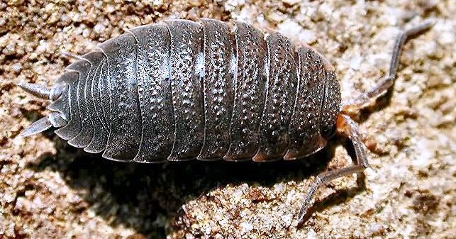 Plaatje bij antwoord