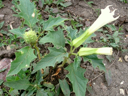 Plaatje bij antwoord