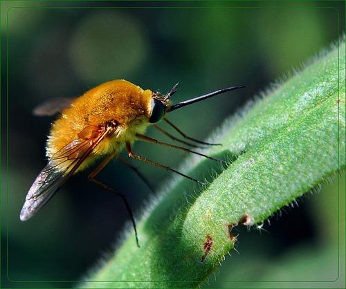 Plaatje bij antwoord