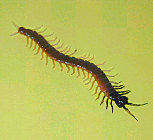 Plaatje bij antwoord