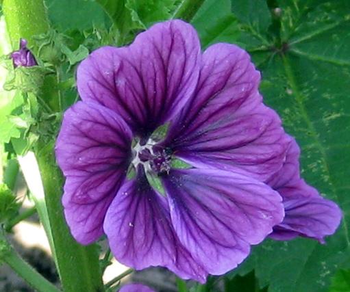 Plaatje bij antwoord