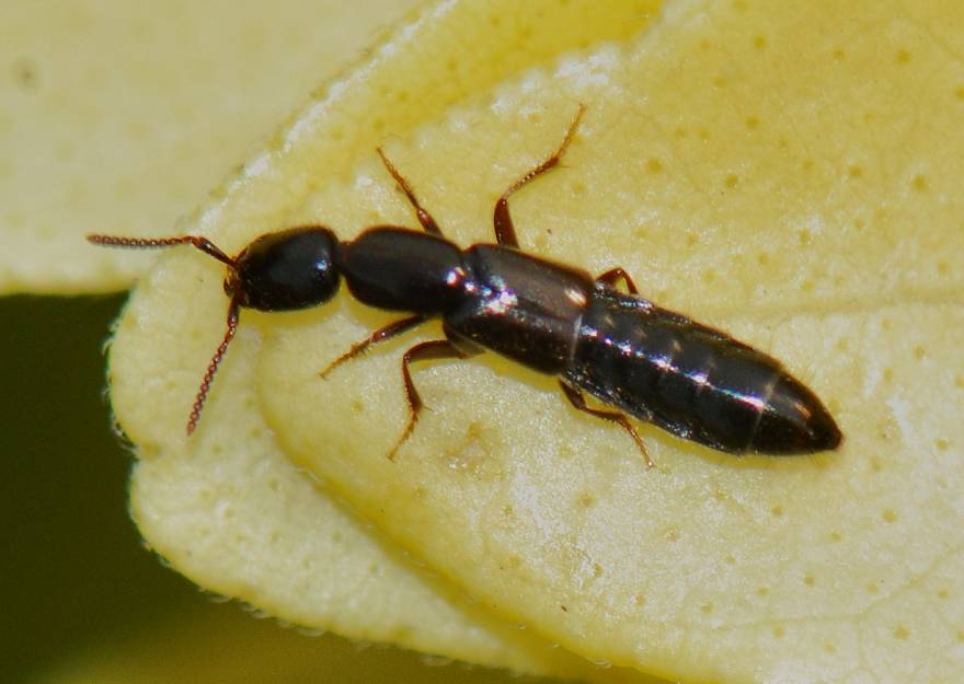 Plaatje bij antwoord