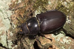 Plaatje bij antwoord