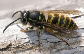 Plaatje bij antwoord