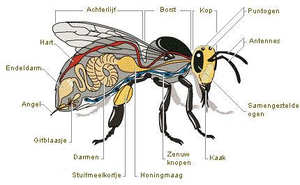 Plaatje bij antwoord