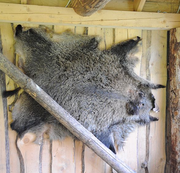 Picture for question