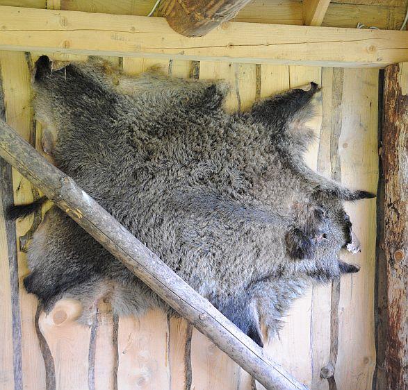 Picture for question