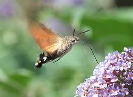 Plaatje bij antwoord