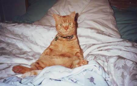 Plaatje bij antwoord