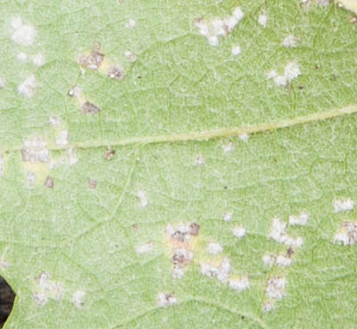 Picture for question