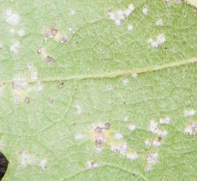 Picture for question