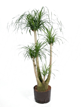 Plaatje bij antwoord