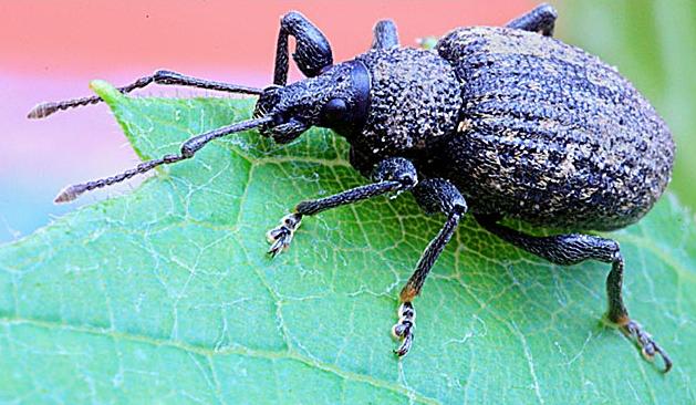 Plaatje bij antwoord