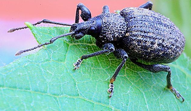 Plaatje bij antwoord