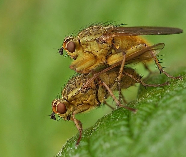 Plaatje bij antwoord