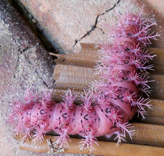 Plaatje bij antwoord