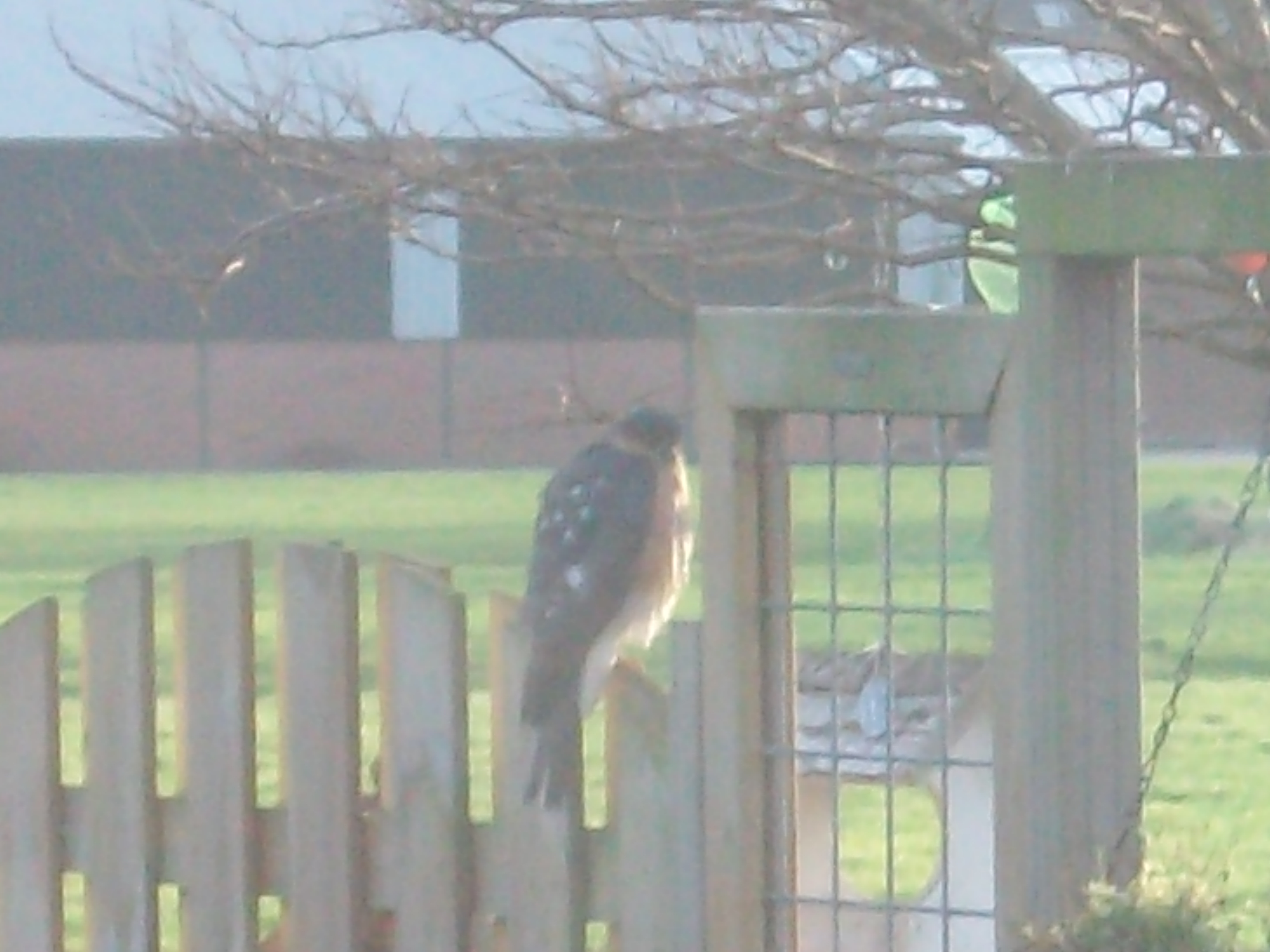 Picture for question