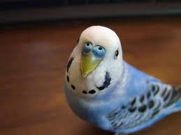 hoe maak je een parkiet tam, en leer je 'em praten? - GoeieVraag
