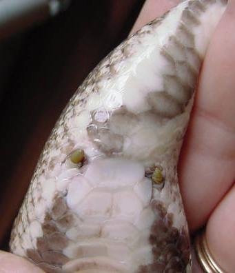 Plaatje bij antwoord