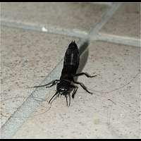 Plaatje bij antwoord