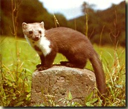 Plaatje bij antwoord