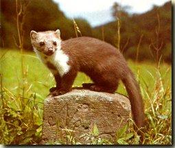 Plaatje bij antwoord