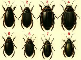 Picture for question