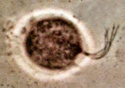 Plaatje bij antwoord