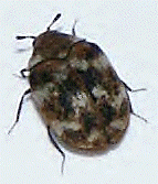 Plaatje bij antwoord