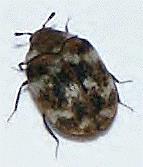 Plaatje bij antwoord