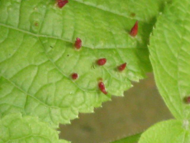 Picture for question