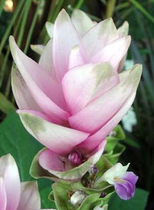 Plaatje bij antwoord