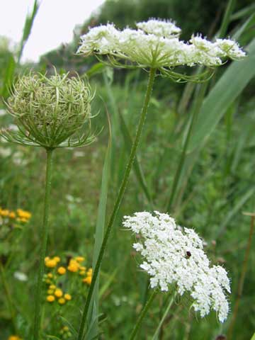 Plaatje bij antwoord
