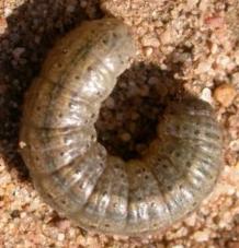 Plaatje bij antwoord