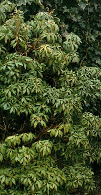 Picture for question