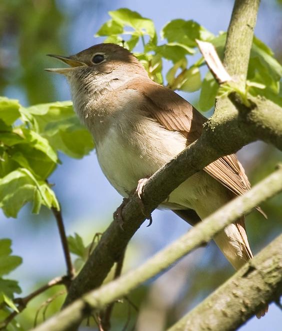 Plaatje bij antwoord