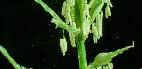 Plaatje bij antwoord