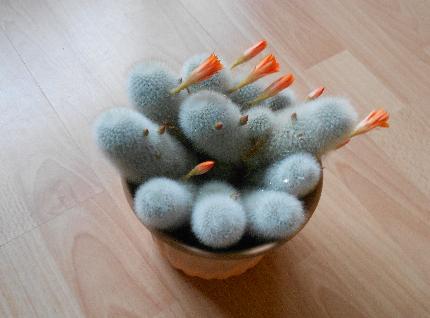 Picture for question