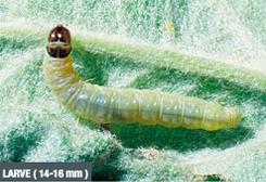 Plaatje bij antwoord